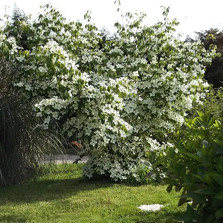 Luxusní stan Yourte-kota-etretat