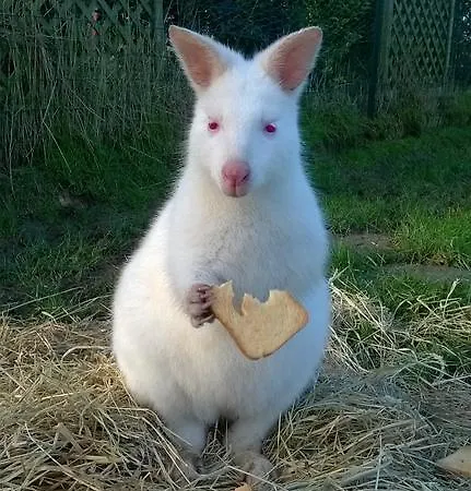 Luxusní stan Yourte-kota-etretat