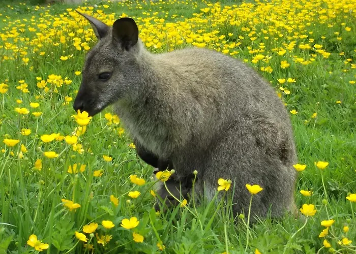 Yourte-kota-etretat Lüks kamp alanı