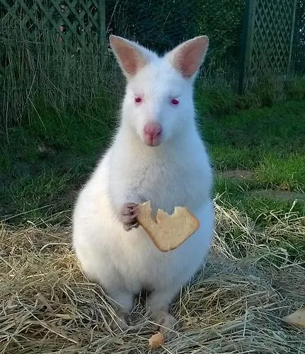Lüks kamp alanı Yourte-kota-etretat